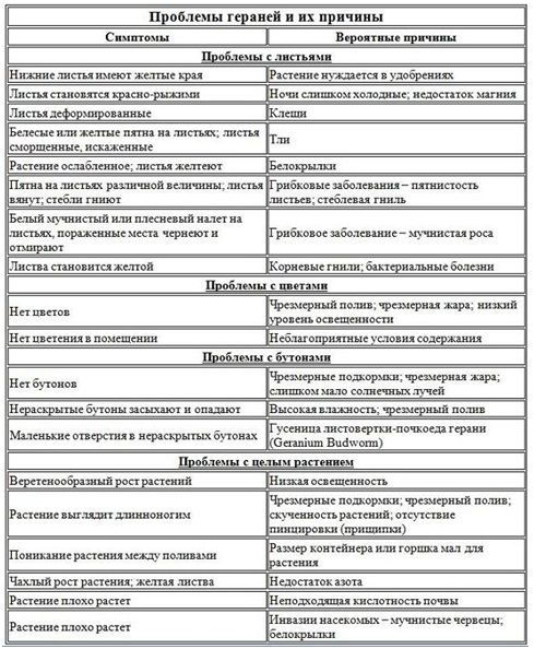 Уход за геранью на балконе зимой Уход за геранью на балконе зимой
