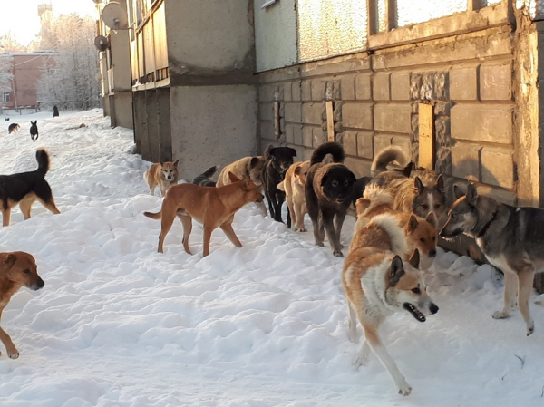Как избавиться от бродячих собак