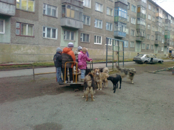 Как избавиться от бродячих собак