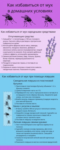 Причины появления мух на даче и эффективные способы борьбы с ними Причины появления мух на даче и эффективные способы борьбы с ними